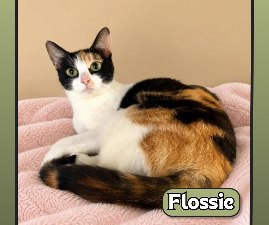 Pet Spotlight for the South Pacific County Humane Society