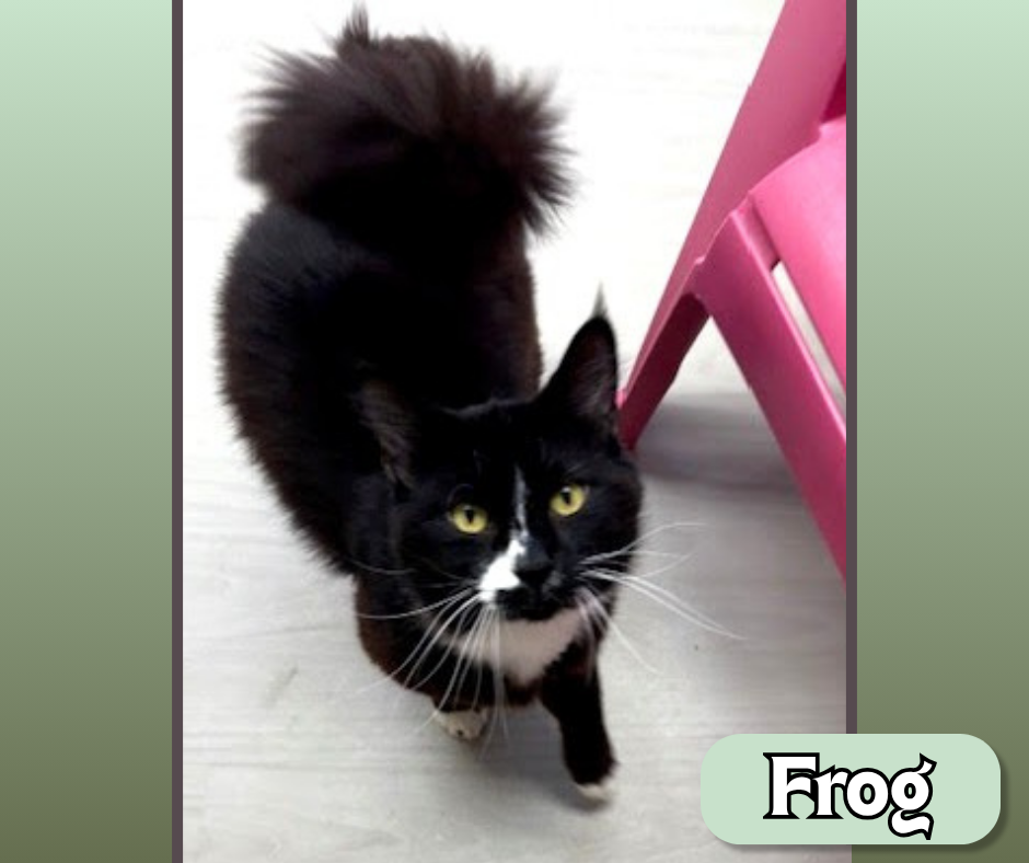 Pet Spotlight for the South Pacific County Humane Society