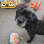 Pet Spotlight for the South Pacific County Humane Society