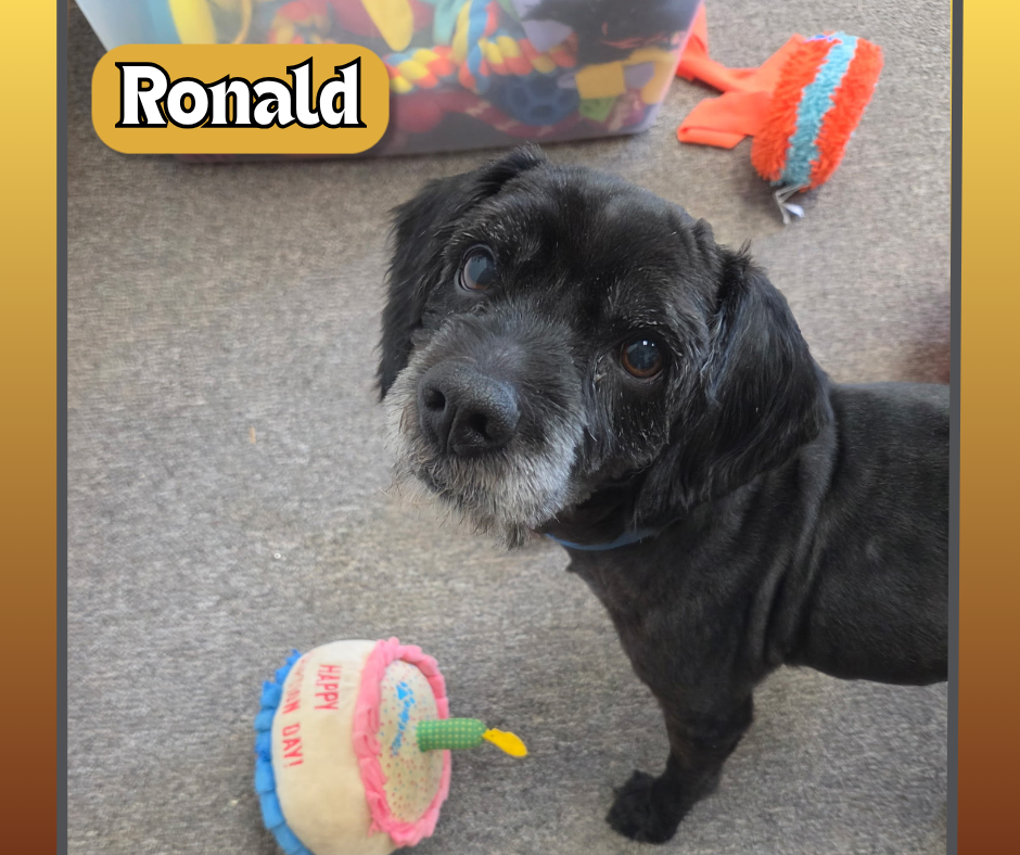 Pet Spotlight for the South Pacific County Humane Society