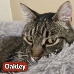 Pet Spotlight for the South Pacific County Humane Society