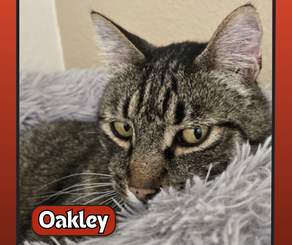 Pet Spotlight for the South Pacific County Humane Society